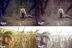 50 Lightroom Presets Bundle