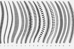 50 Procreate Zipper Brushes