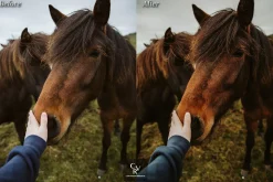 10 Western Lightroom Presets