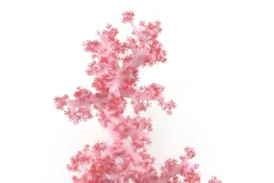 Acropora aasp 1
