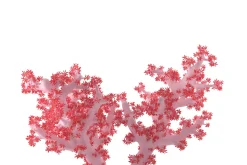 Acropora aasp 1