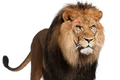Animal Oil Paint Photoshop Actions