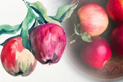 Apple Life Cycle and Clip Arts
