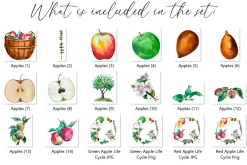 Apple Life Cycle and Clip Arts