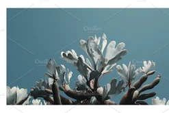 Arid Co · Desert Plantscape