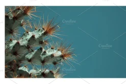 Arid Co · Desert Plantscape