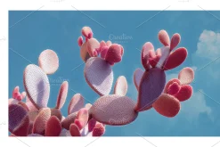Arid Co · Desert Plantscape