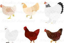 a set of deferent breeds chickens