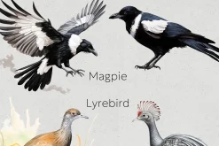 Australian Native Birds Clipart