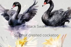 Australian Native Birds Clipart