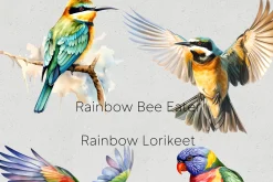Australian Native Birds Clipart