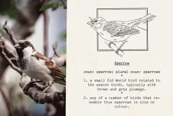 Automatic Typewriter Font and Extras