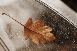 300 Autumn Fall Styled Stock Photos