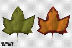 Autumn Leaves