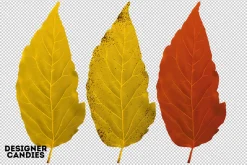 Autumn Leaves