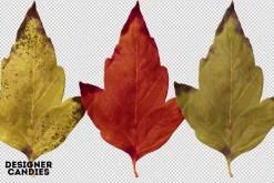 Autumn Leaves