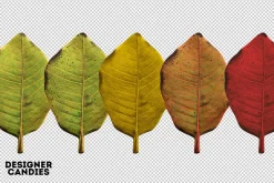 Autumn Leaves