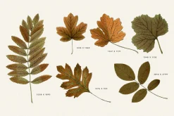 Autumn Leaves Clipart - 59 Images
