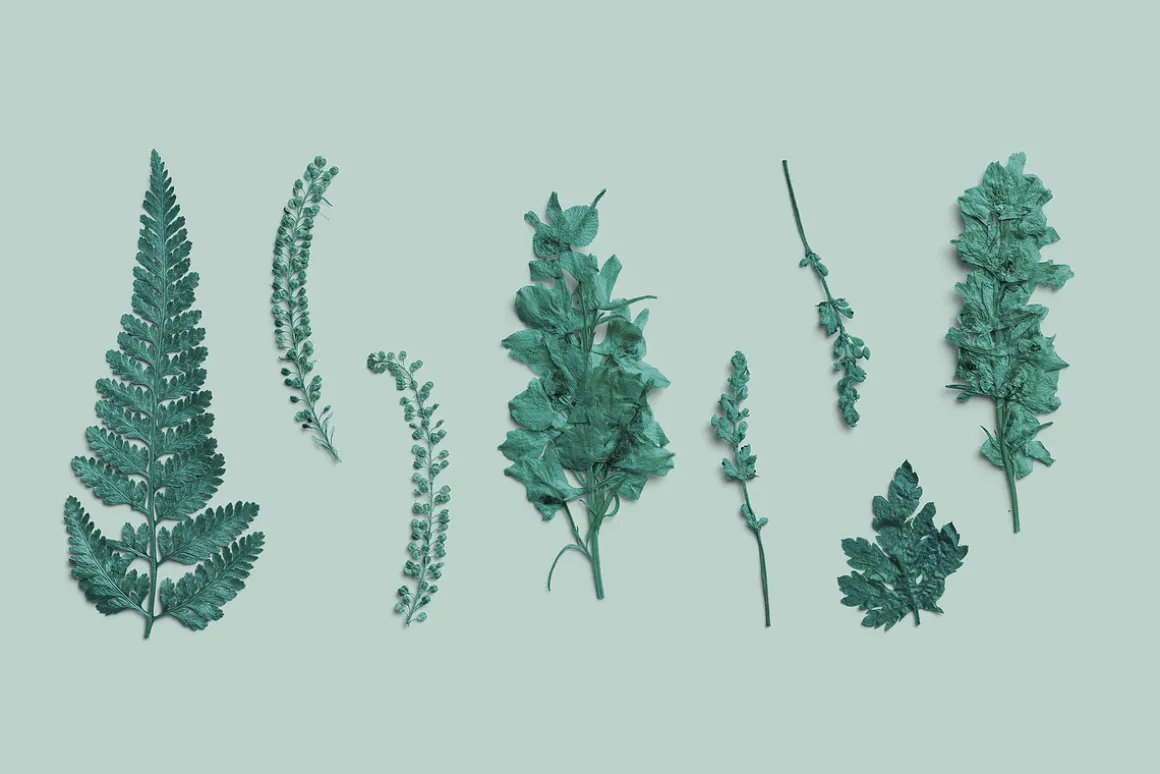Azure Pressed Botanical PNG Pack