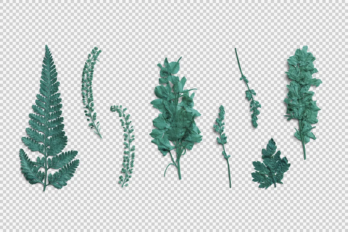 Azure Pressed Botanical PNG Pack