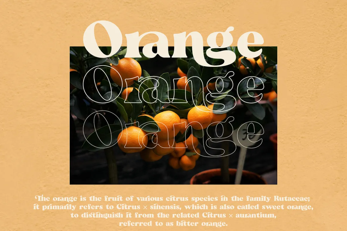 Beatrice - Retro Serif Font