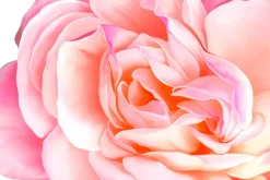 Beautiful Pink Rose. Vector