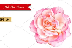 Beautiful Pink Rose. Vector