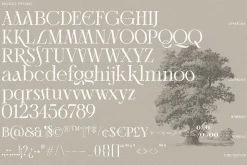 Bellrose Display Serif Font