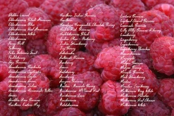 Berries Gradients