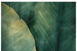 Bief Co · Botanical Leaf Backgrounds