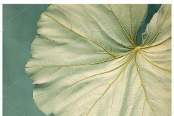 Bief Co · Botanical Leaf Backgrounds