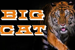 Big Cat