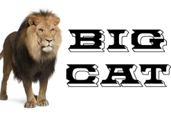 Big Cat