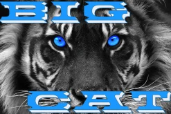 Big Cat