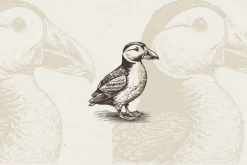 260 Birds Illustrations