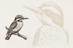 260 Birds Illustrations