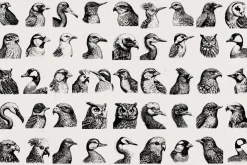 260 Birds Illustrations