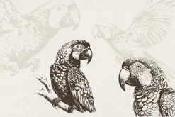 260 Birds Illustrations