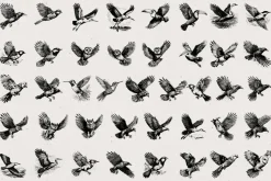 260 Birds Illustrations
