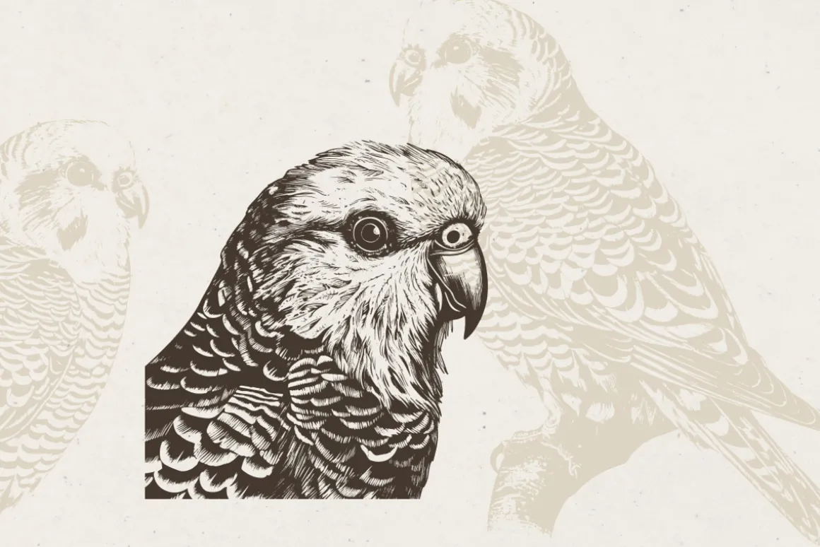260 Birds Illustrations