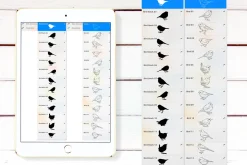 Birds Stamp brushes for Procreate