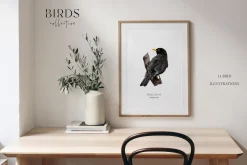 Birds watercolor illustrations set