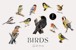 Birds watercolor illustrations set