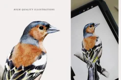 Birds watercolor illustrations set
