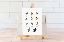 Birds watercolor illustrations set