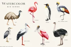 Birds Watercolor Painted Set