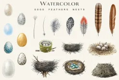 Birds Watercolor Painted Set