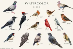 Birds Watercolor Painted Set