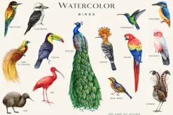 Birds Watercolor Painted Set