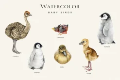 Birds Watercolor Painted Set